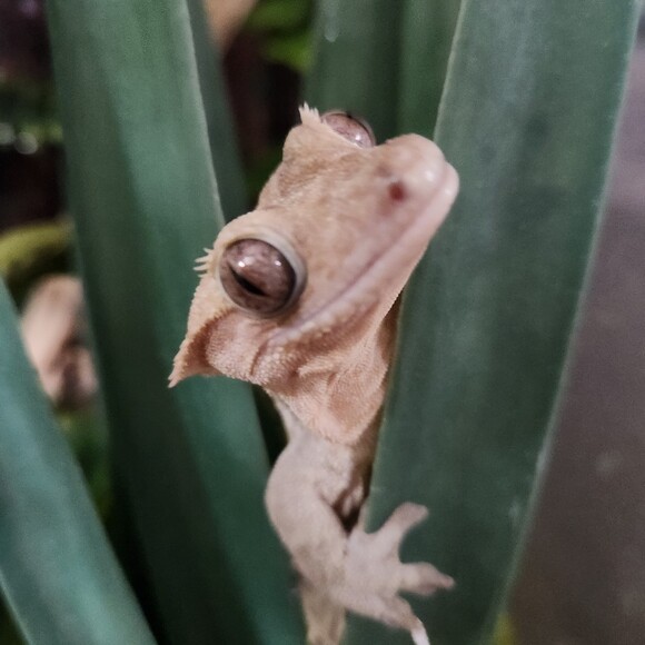lizardzzzzz